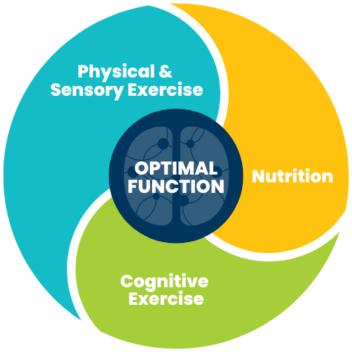 Optimal Brain Function Graphic-1